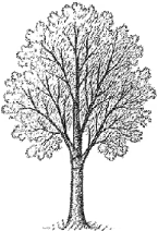 Ash
