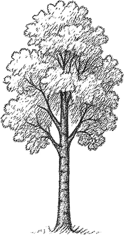 Birch