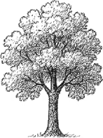Oak